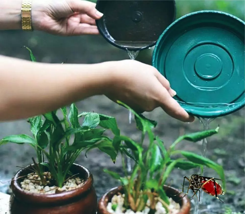 FEBRABAN: Saúde vira prioridade no Nordeste em meio a quadro emergencial de dengue